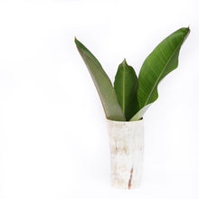 Load image into Gallery viewer, Decorative Horn Vase
