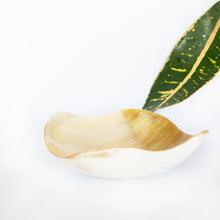 Load image into Gallery viewer, Kimaka Curved Decorative Accent Bowl.